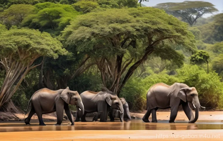 가봉 기후 및 여행 적기 - Prompt 1: Dry Season Wildlife Gathering**